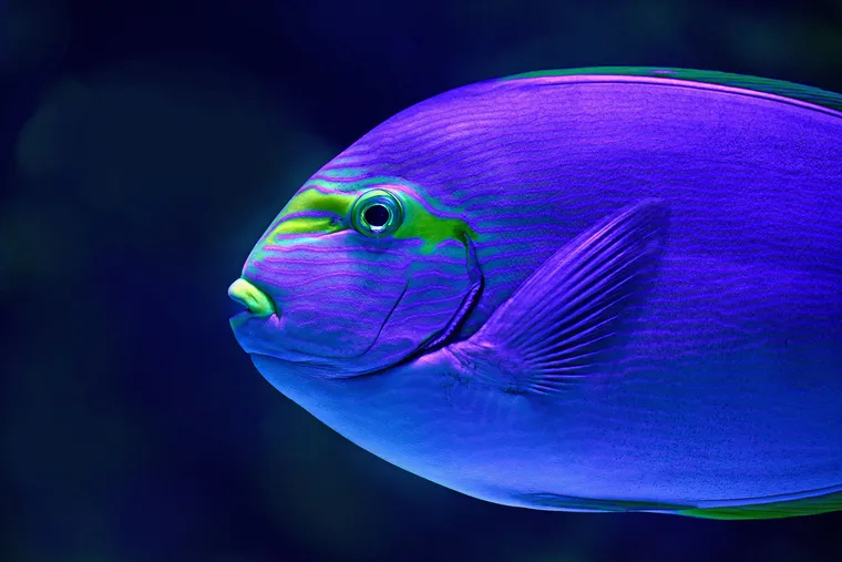 A new type of reef neon fish is discovered